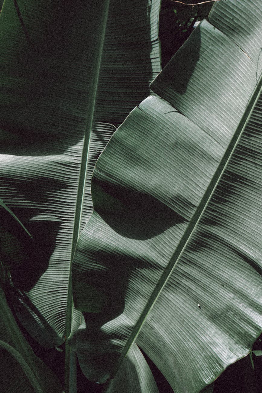 close up on banana tree leaves