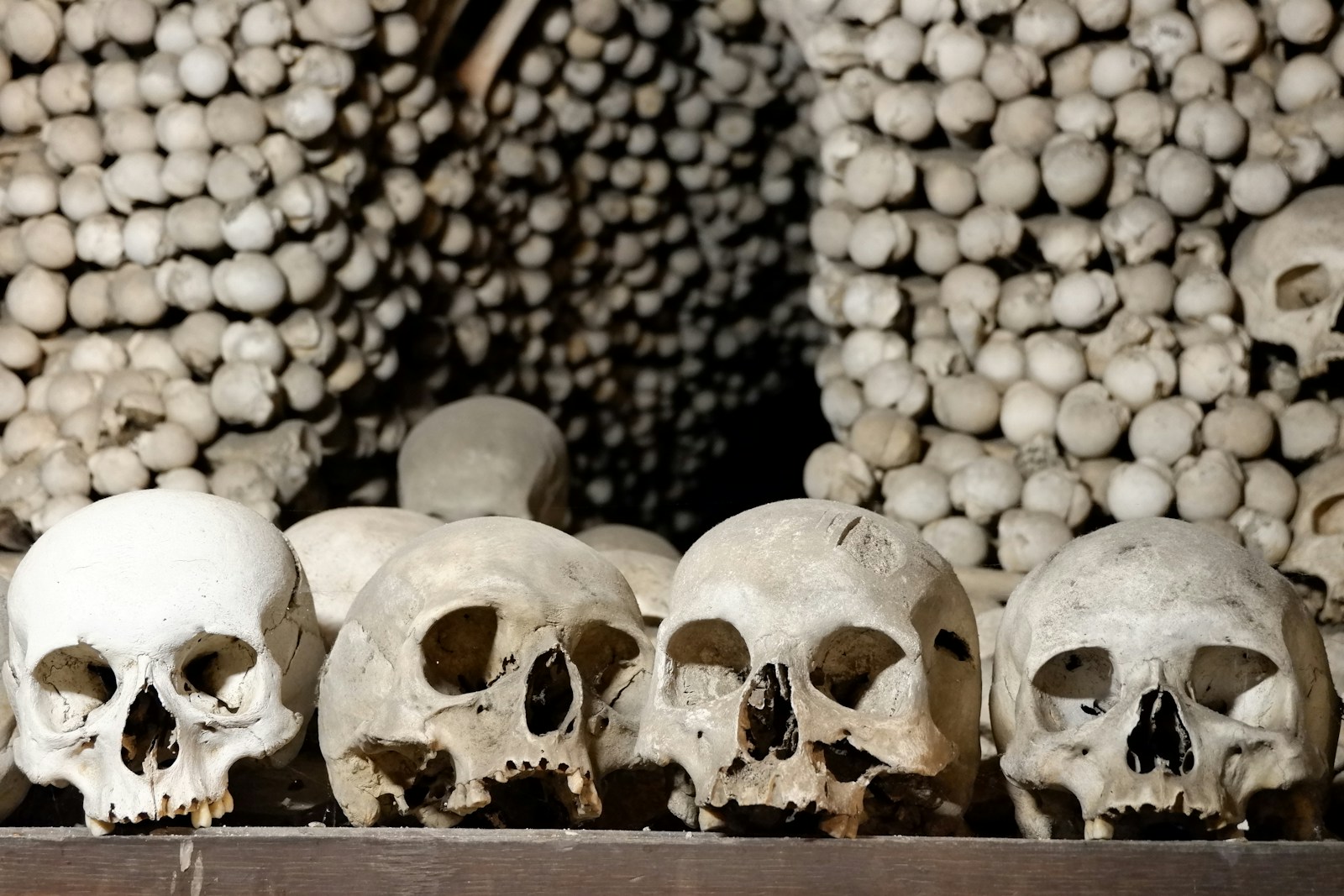 A bunch of skulls that are sitting on a shelf